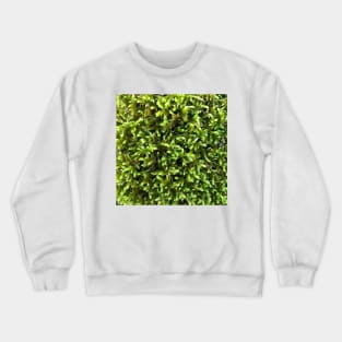 Natural Forrest Moss Crewneck Sweatshirt